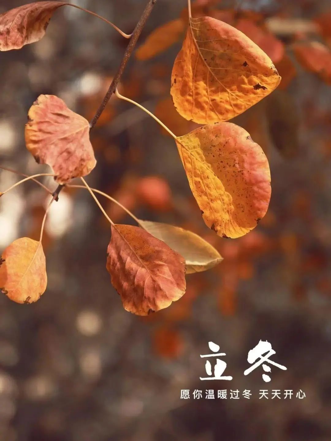 “˗ˋˏ早安朋友圈文案ˎˊ˗²⁰²⁴/₁₁.₀₇：愿你三冬暖，愿你春不寒，立冬快乐呀”-8077-3