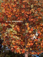“˗ˋˏ早安朋友圈文案ˎˊ˗²⁰²⁴/₁₁.₀₇：愿你三冬暖，愿你春不寒，立冬快乐呀”-8077-9