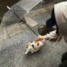 “关于牛马打工人的上班发疯文案”-8714-1