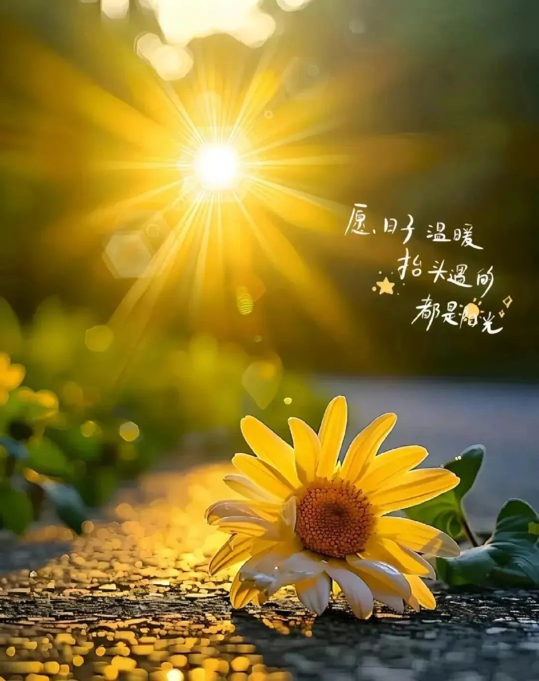 “˗ˋˏ早安朋友圈文案ˎˊ˗²⁰²⁴/₁₁.₀₆：热爱生活，享受快乐”-5382-3
