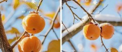 题图-“˗ˋˏ早安朋友圈文案ˎˊ˗²⁰²⁴/₁₁.₁₅：人间总有一两风，填我十万八千梦”